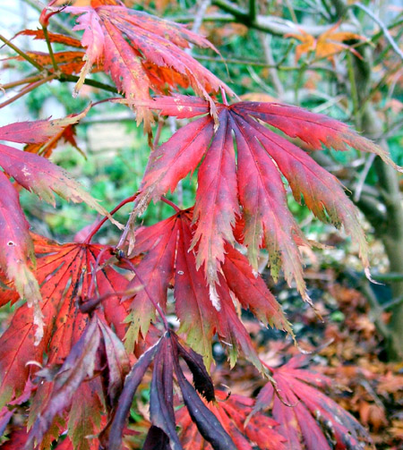 red_leaves_blog1.jpg