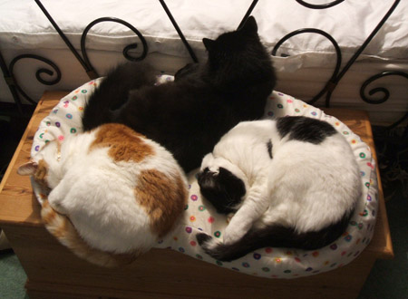 cats_blog.jpg