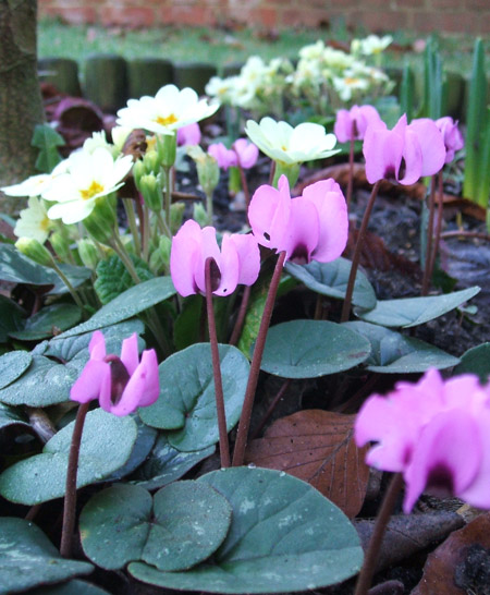 flowers.jpg