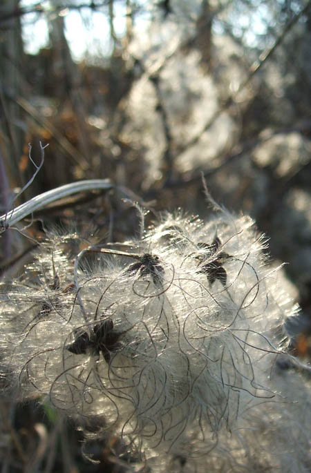 fluff.jpg