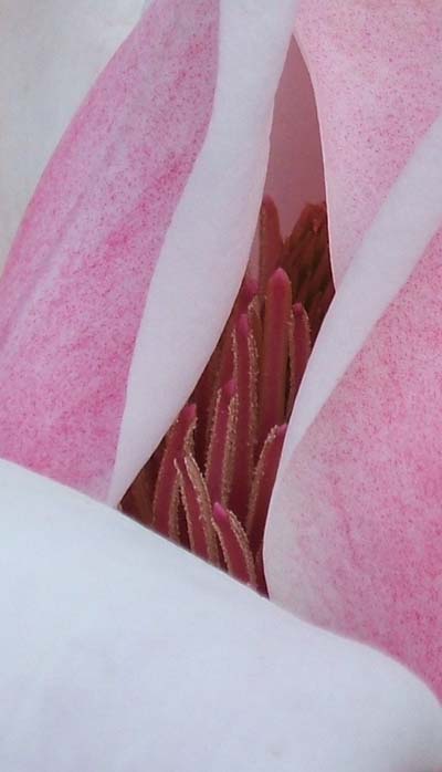 magnolia crop.jpg