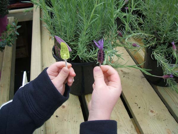 lolly and lavender.jpg